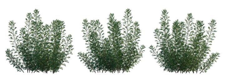 Artemisia abrotanum bush shrub isolated png on a transparent background perfectly cutout (southernwood, lad's love, or southern wormwood)