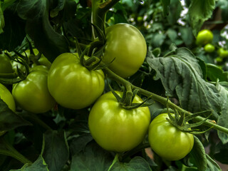 Green tomatoes plants in greenhouse on the organic plantation farm in Brazil