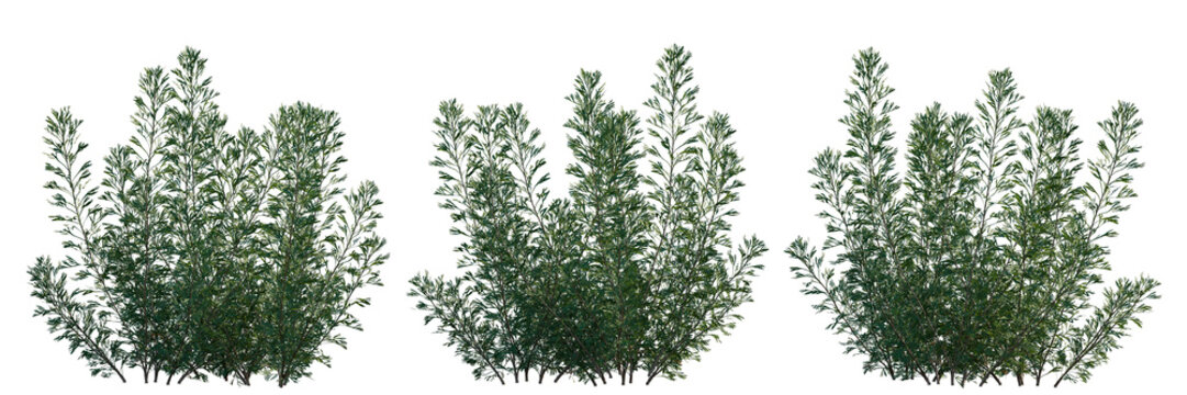 Artemisia abrotanum bush shrub isolated png on a transparent background perfectly cutout (southernwood, lad's love, or southern wormwood)