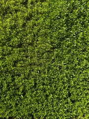 Green wall vertical
