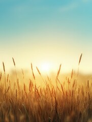 Fototapeta premium Golden Horizon Over Rural Maize Fields at Dusk