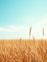 Golden Maize Fields Under a Clear Horizon