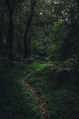 Wanderweg Madeira Urwald