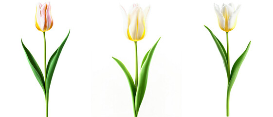 Beautiful Tulip Flowers, Isolated or Die Cut on Transparent Background.