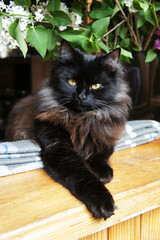Fluffy black cat with bright eyes relaxing on the windowsill surrounded by green leaves and flowers