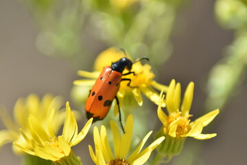 Ladybug surrounded by yellow flowers