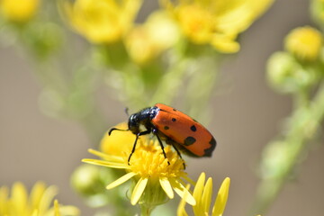 Ladybug surrounded by yellow flowers