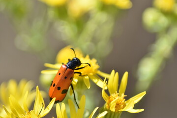 Ladybug surrounded by yellow flowers