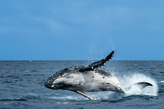 Humpback whale calf (Megaptera novaeangliae) breaching the surface of the Pacific Ocean, Vava'u, Tonga