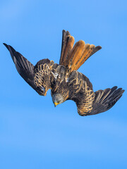 Red Kite, Milvus milvus, bird in flight
