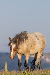 Wild Horse in Summer in the Pryor Mountains Montana