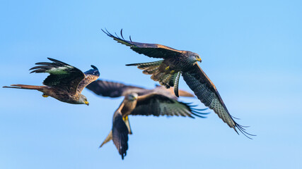 Red Kite, Milvus milvus, bird in flight