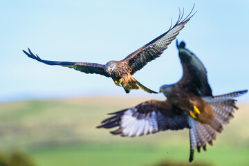 Red Kite, Milvus milvus, bird in flight