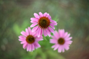 Obraz premium Close up of pink echinacea flower photographed with bokeh effect