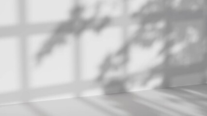 Abstract silhouette tree branchs on white wall in the evening sunlight background, beautiful natural sun rays leaves shade waving in morning wind, blur bokeh plant shadow light in sunset spring nature