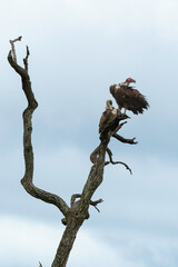 Vautour oricou,.Torgos tracheliotos,  Lappet faced Vulture, Vautour africain,.Gyps africanus, White backed Vulture, Parc national Kruger, Afrique du Sud