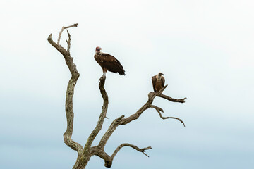 Vautour oricou,.Torgos tracheliotos,  Lappet faced Vulture, Vautour africain,.Gyps africanus, White backed Vulture, Parc national Kruger, Afrique du Sud