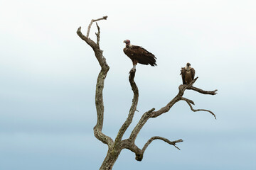 Vautour oricou,.Torgos tracheliotos,  Lappet faced Vulture, Vautour africain,.Gyps africanus, White backed Vulture, Parc national Kruger, Afrique du Sud