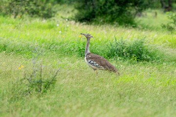 Outarde kori, parades, Ardeotis kori, Kori Bustard, Afrique du Sud