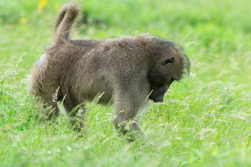 Babouin chacma, Papio ursinus , chacma baboon, Parc national Kruger, Afrique du Sud