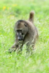 Babouin chacma, Papio ursinus , chacma baboon, Parc national Kruger, Afrique du Sud