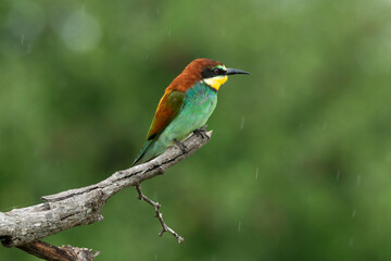 Obraz premium Guêpier d'Europe,.Merops apiaster, European Bee eater