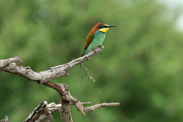 Obraz premium Guêpier d'Europe,.Merops apiaster, European Bee eater