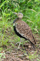Outarde à ventre noir,.Lissotis melanogaster, Black bellied Bustard