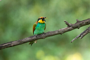 Guêpier d'Europe, .Merops apiaster, European Bee eater