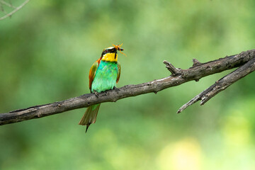 Guêpier d'Europe, .Merops apiaster, European Bee eater
