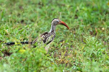 Calao à bec rouge,.Tockus erythrorhynchus,  Northern Red billed Hornbill,