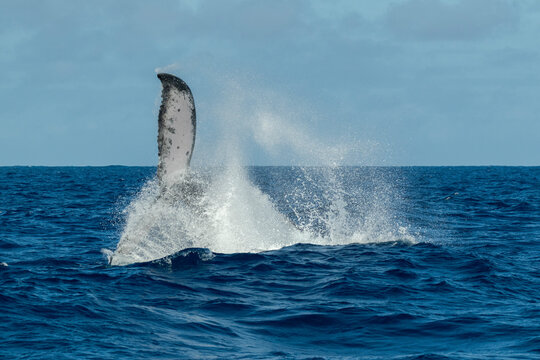 Close-up of a Humpback whale calf (Megaptera novaeangliae) tail fluke splashing in Pacific Ocean, Vava'u, Tonga