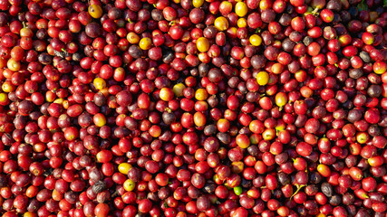 Vibrant pile of freshly harvested, multi-colored coffee cherries ready for processing.