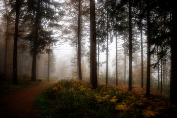 Bäume im Herbstwald bei Nebel