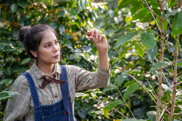 Farmer harvesting cherry coffee beans from coffee trees and placing them in baskets for processing.