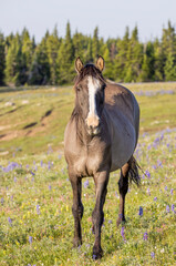 Fototapeta premium Wild Horse in Summer in the Pryor Mountains Montana