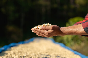 Close-up of a farmer hand drying raw coffee beans while carefully inspecting them to ensure high quality.