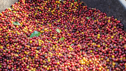 Vibrant pile of freshly harvested, multi-colored coffee cherries ready for processing.