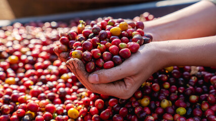 Red coffee cherries spilling from a sack and held in a farmer hand.