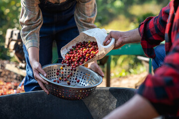 Farmer using a coffee cherry pulping machine to process beans. Drying organic coffee beans as part...