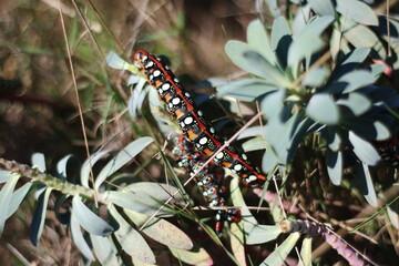 Brightly Colored Caterpillar Among Wild Foliage