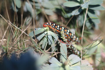 Brightly Colored Caterpillar Among Wild Foliage
