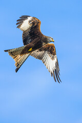 Red Kite, Milvus milvus, bird in flight