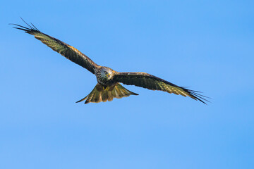 Red Kite, Milvus milvus, bird in flight