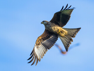 Red Kite, Milvus milvus, bird in flight