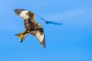 Red Kite, Milvus milvus, bird in flight