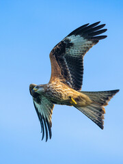 Red Kite, Milvus milvus, bird in flight