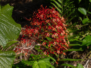 Fleurs de Polynésie