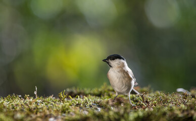 Closeup of bird resting on the ground in the autumn sunlight with bokeh bacground