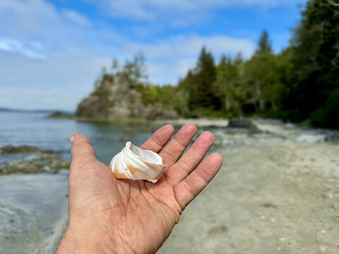 Personal perspective of a man standing on a beach with an outstretched hand holding a seashell, British Columbia, Canada